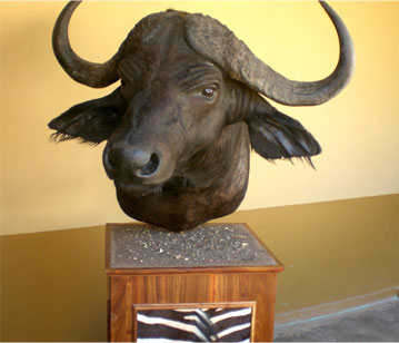 Buffalo trophy Pedestal