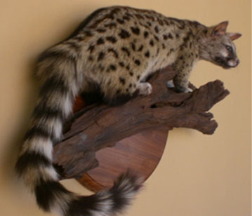 Genet, full sized mount