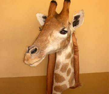 Giraffe head