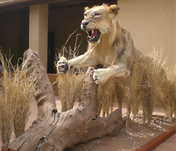Lion display