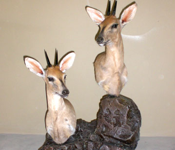 Mounted Antelopes