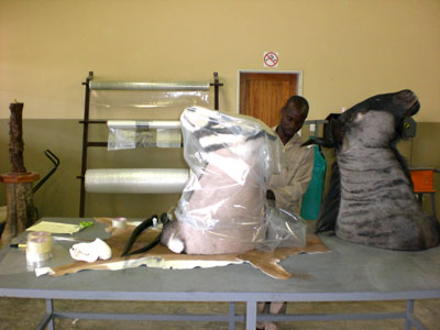 Packing of taxidermist products