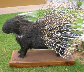 Porcupine