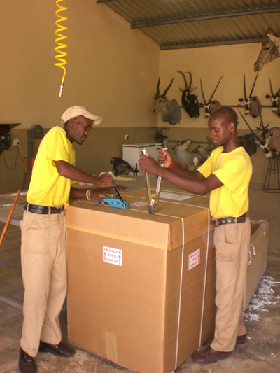 Packing up for shipping of trophy