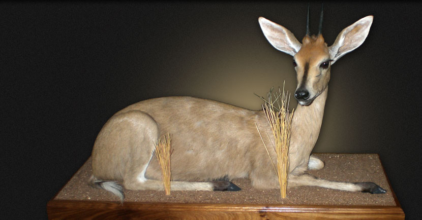Taxidermist Namibia - Antelope full mount