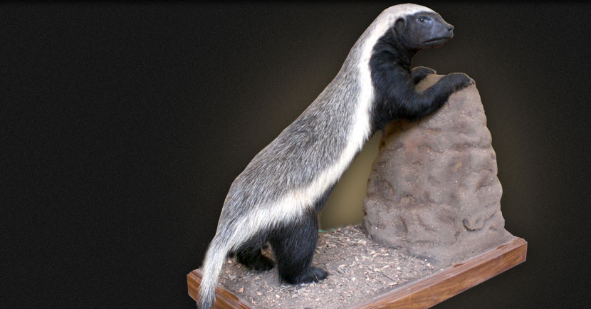 Honey Badger Display