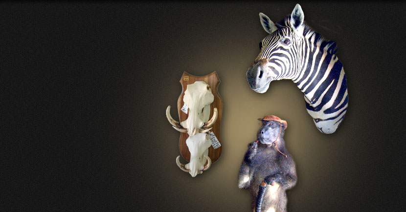 Taxidermy services - Shipping and export of trophies