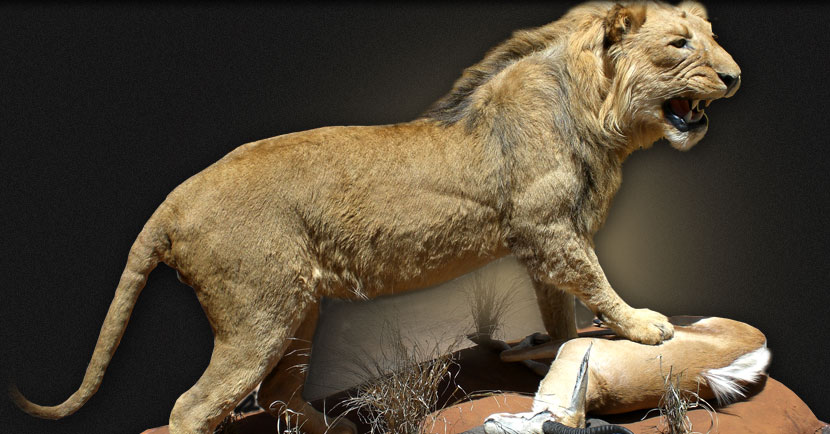 Taxidermy services - Full sized lion mount
