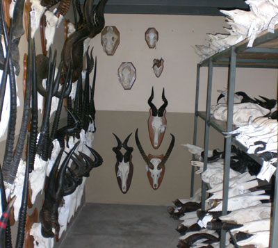 Transportation of trophies