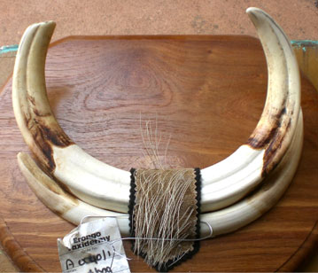 Warthog tusks on shield
