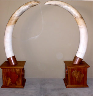 Mounted tusks, Namibia