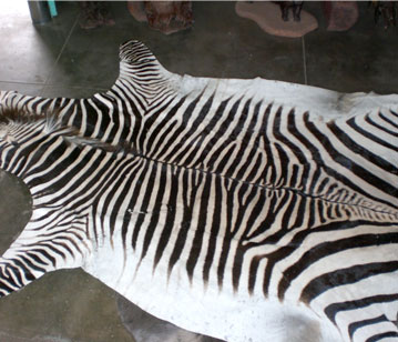 Zebra skin rug